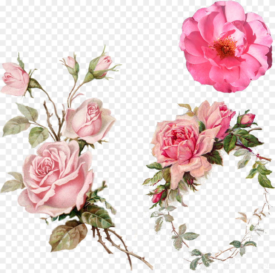 Pink Rose Vintage Clipart Transparent Background Flower, Plant, Petal, Flower Arrangement, Flower Bouquet Png