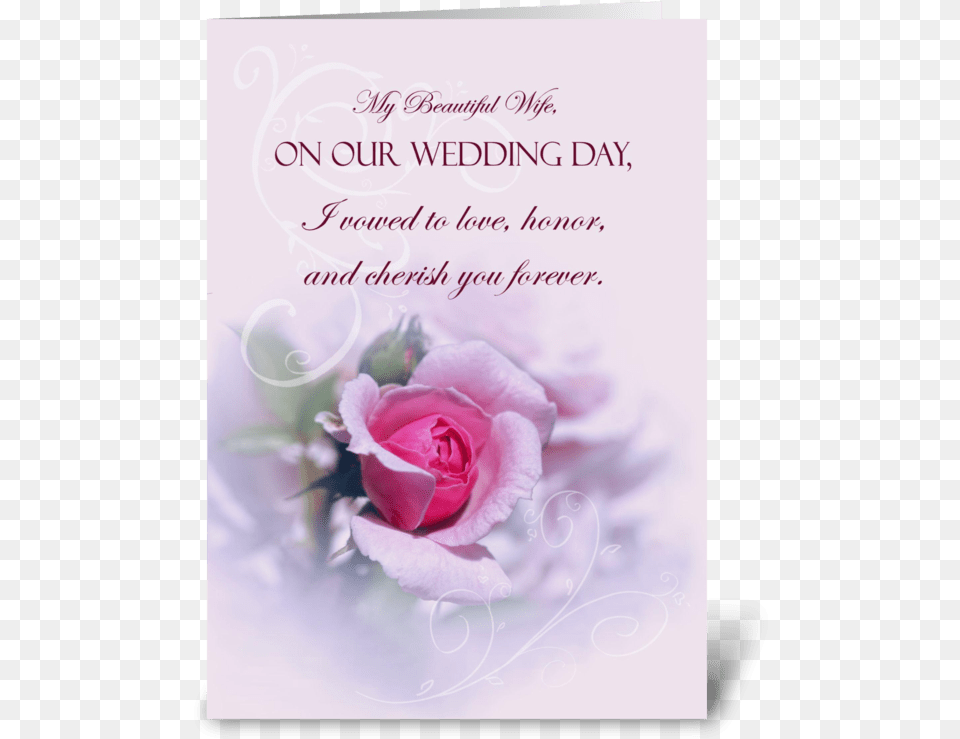 Pink Rose Wedding Anniversary For Wife Greeting Card Our Marriage Anniversary, Flower, Plant, Envelope, Greeting Card Png Image