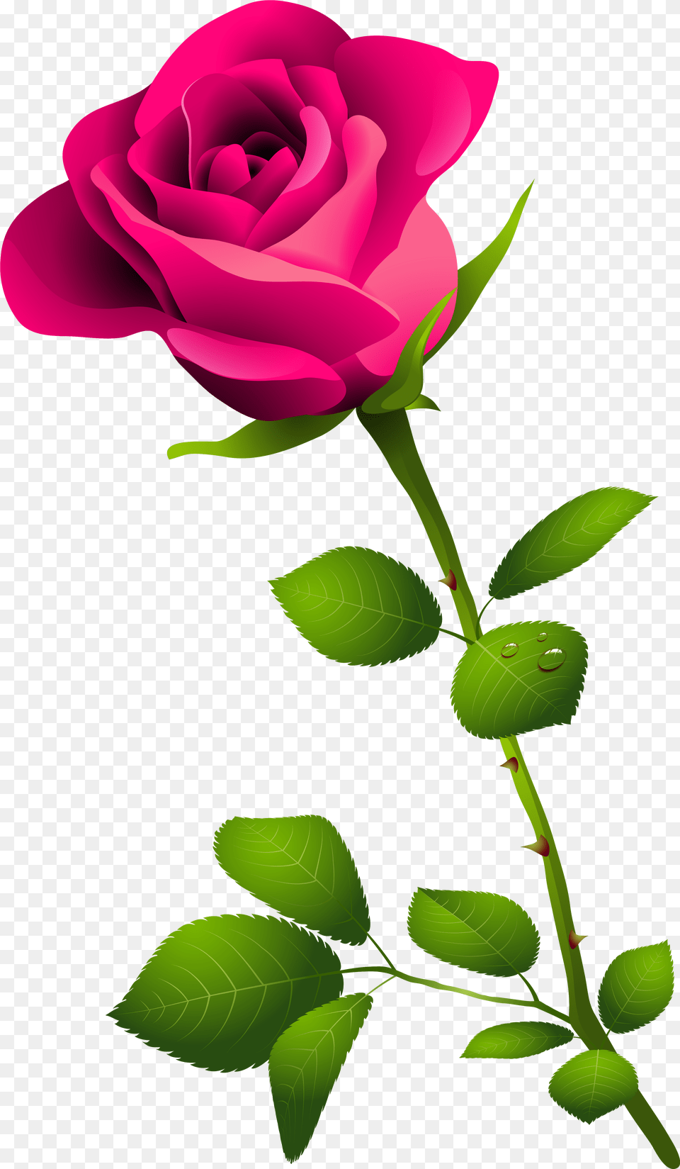 Pink Rose With Stem, Flower, Plant Png Image