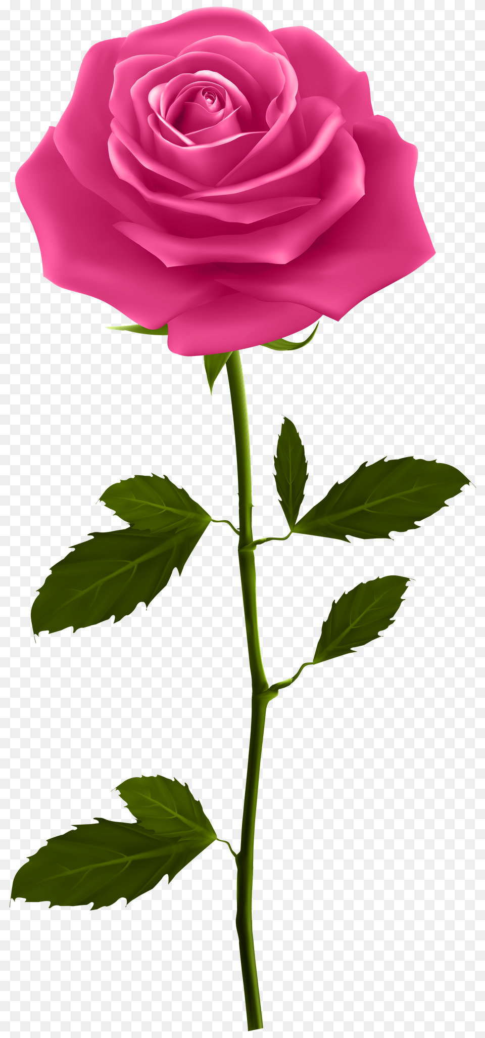 Pink Rose With Stem Clip Art, Flower, Plant Free Png Download