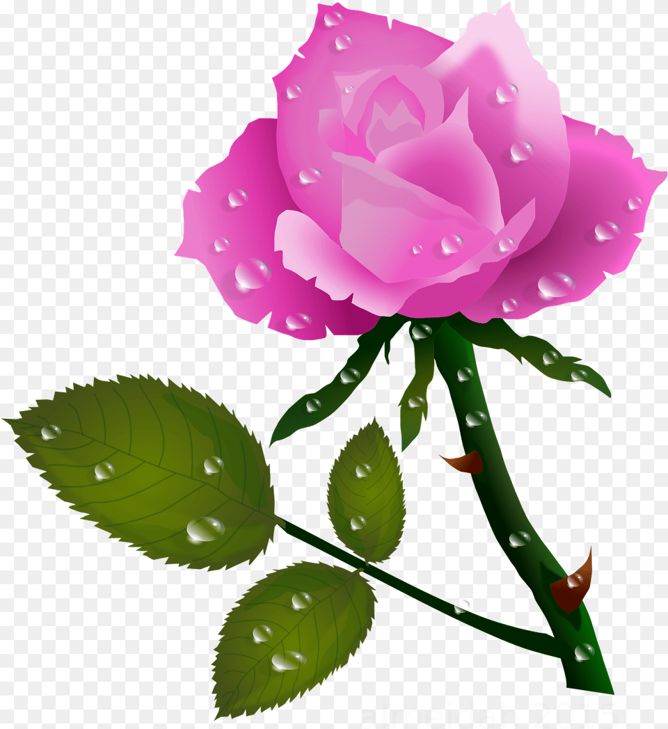 Pink Rose With Water Drops Roses Planter Rose Flower With Water Drops, Plant, Baby, Person Free Png Download