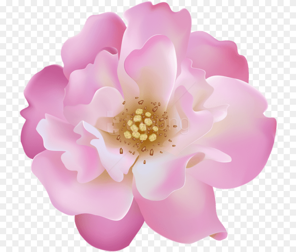 Pink Rosebush Flower Transparent Artificial Flower, Anemone, Anther, Petal, Plant Free Png Download