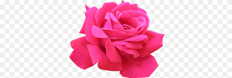 Pink Roses 1 Popular Flowers In The World, Flower, Petal, Plant, Rose Png Image