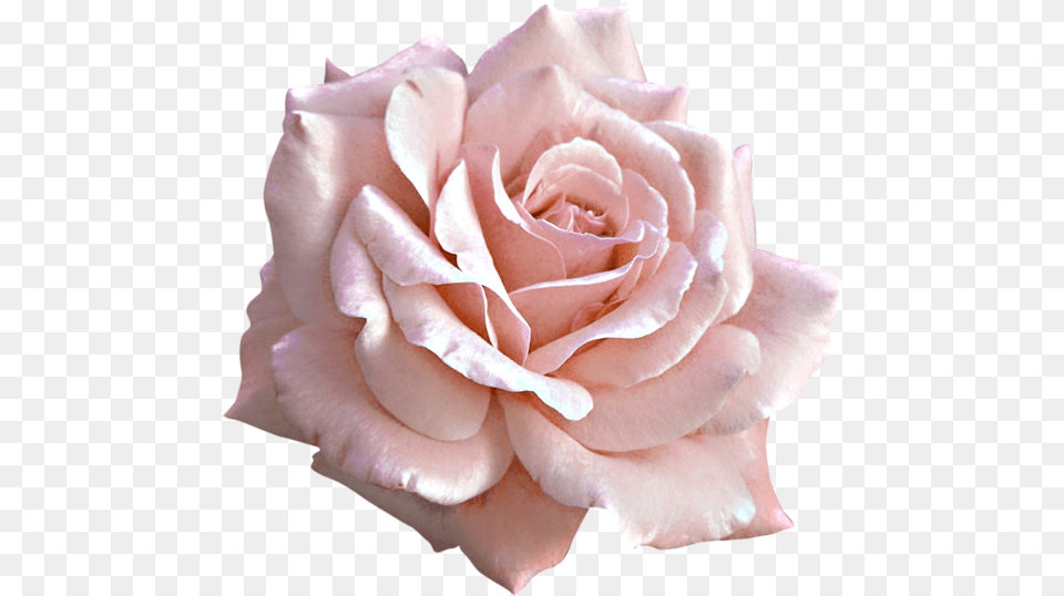 Pink Roses, Flower, Petal, Plant, Rose Free Png Download
