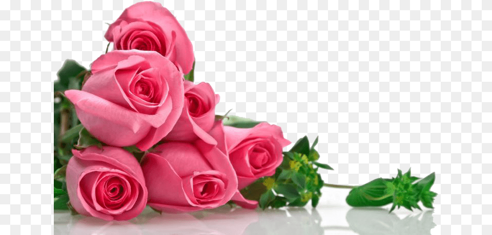 Pink Roses Background Image Flowers In High Resolution, Flower, Flower Arrangement, Flower Bouquet, Plant Free Transparent Png