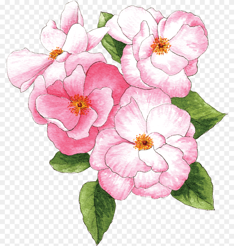 Pink Roses Berkeley Horticultural Nursery Berkeley Tattoo Primula, Flower, Plant, Petal, Rose Free Png Download