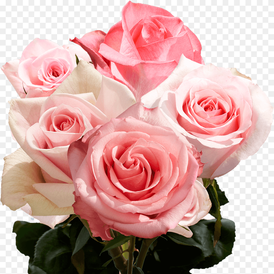 Pink Roses Birthday Rose, Flower, Flower Arrangement, Flower Bouquet, Plant Free Png Download