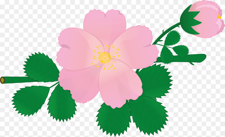 Pink Roses Branch Clipart, Anemone, Anther, Plant, Flower Free Png Download
