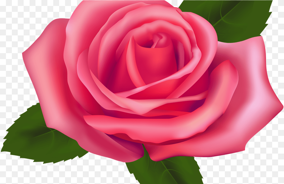 Pink Roses Clipart, Flower, Plant, Rose Free Png Download