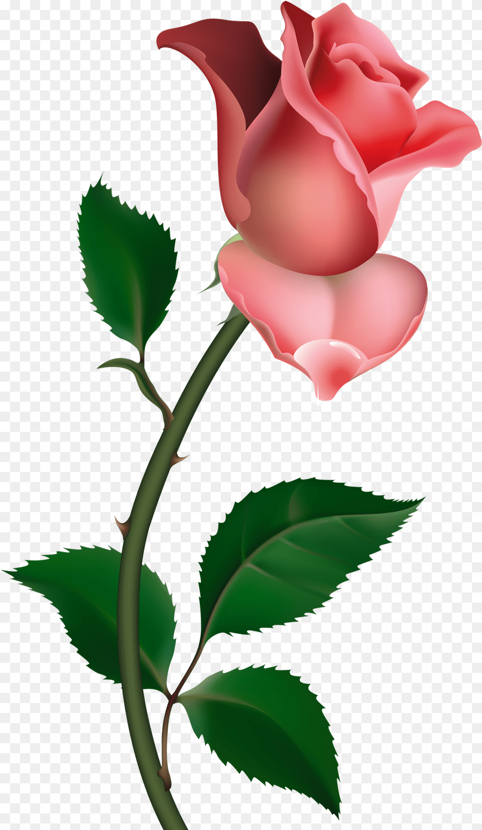 Pink Roses Clipart Rose, Flower, Plant, Animal, Dinosaur Png