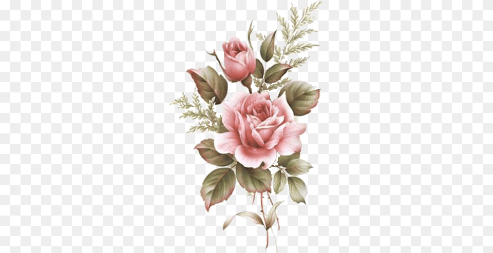Pink Roses Drawing, Rose, Plant, Flower, Flower Arrangement Png