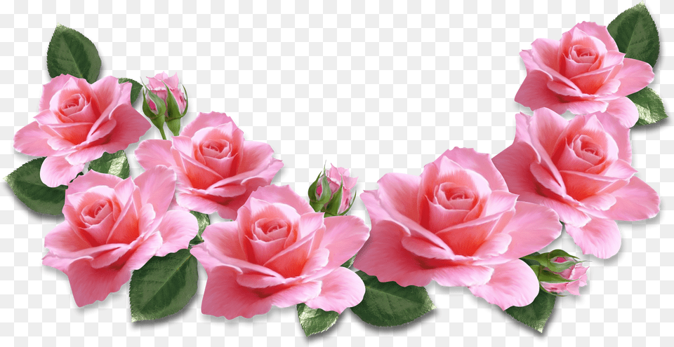 Pink Roses For Valentine39s Day Free Png Download