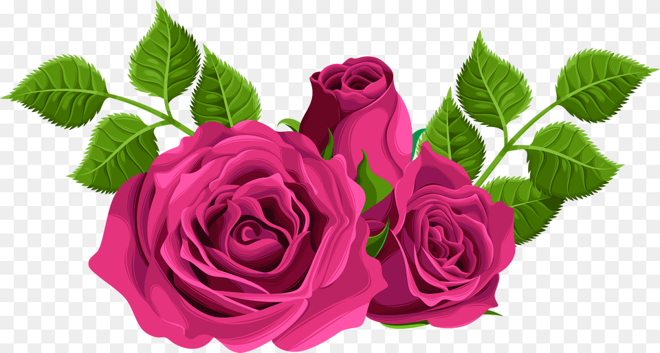 Pink Roses Hybrid Tea Rose Free Transparent Png