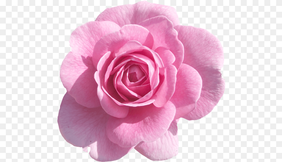 Pink Roses Light Rose Pink Flowers Background, Flower, Petal, Plant Free Png
