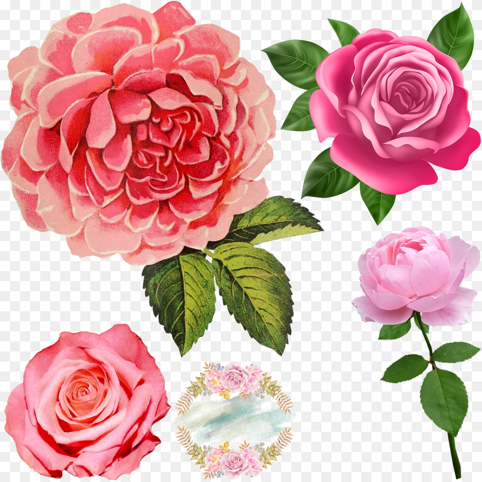 Pink Roses Pink Rose Transparent, Flower, Petal, Plant, Dahlia Png
