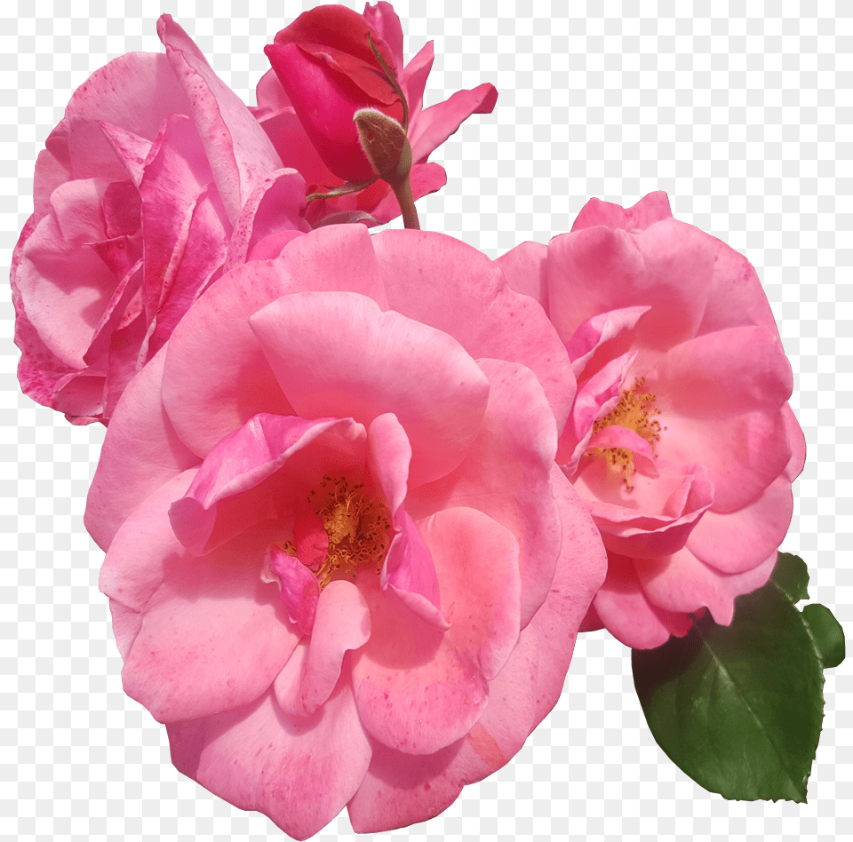 Pink Roses Transparent Background Pink Flower Transparent, Geranium, Petal, Plant, Rose Png Image