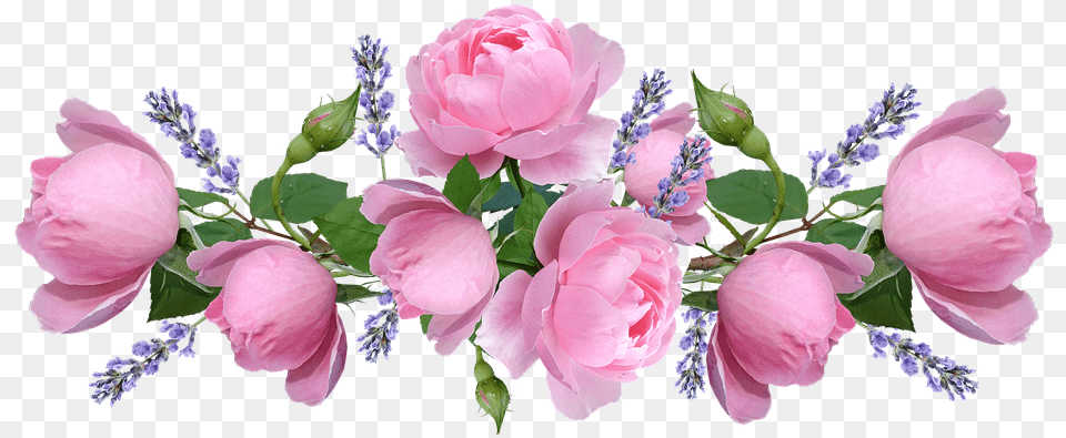 Pink Roses Lavender Roses, Flower, Flower Arrangement, Flower Bouquet, Plant Free Transparent Png