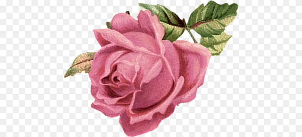 Pink Roses Vintage Vintage Pink Flowers, Flower, Petal, Plant, Rose Png Image