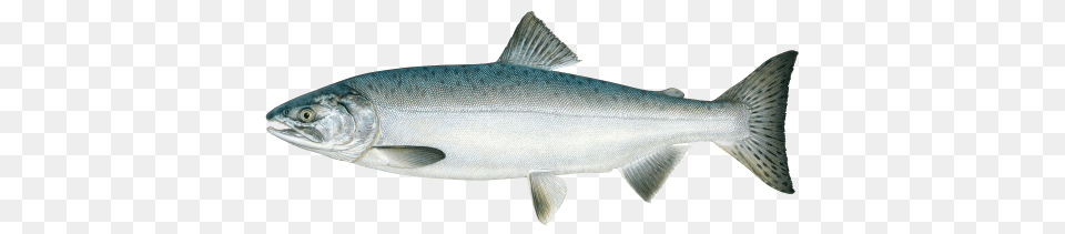 Pink Salmon, Animal, Coho, Fish, Sea Life Free Png Download