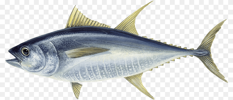 Pink Salmon Atun Aleta Amarilla Dibujo, Animal, Bonito, Fish, Sea Life Png Image