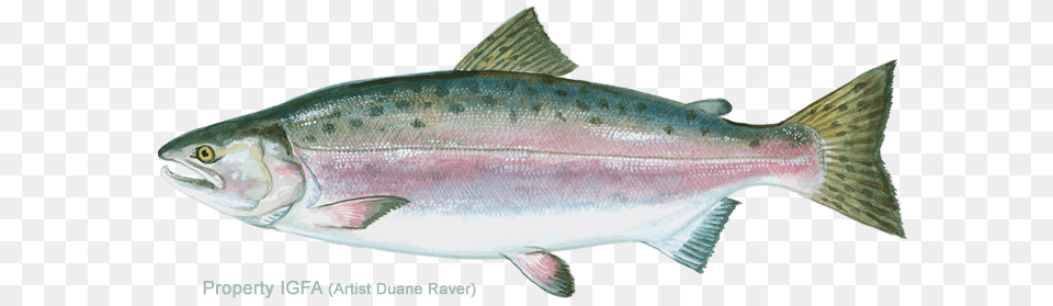 Pink Salmon U0026 Salmonpng Transparent Images Does A Pink Salmon Look Like, Animal, Coho, Fish, Sea Life Png Image