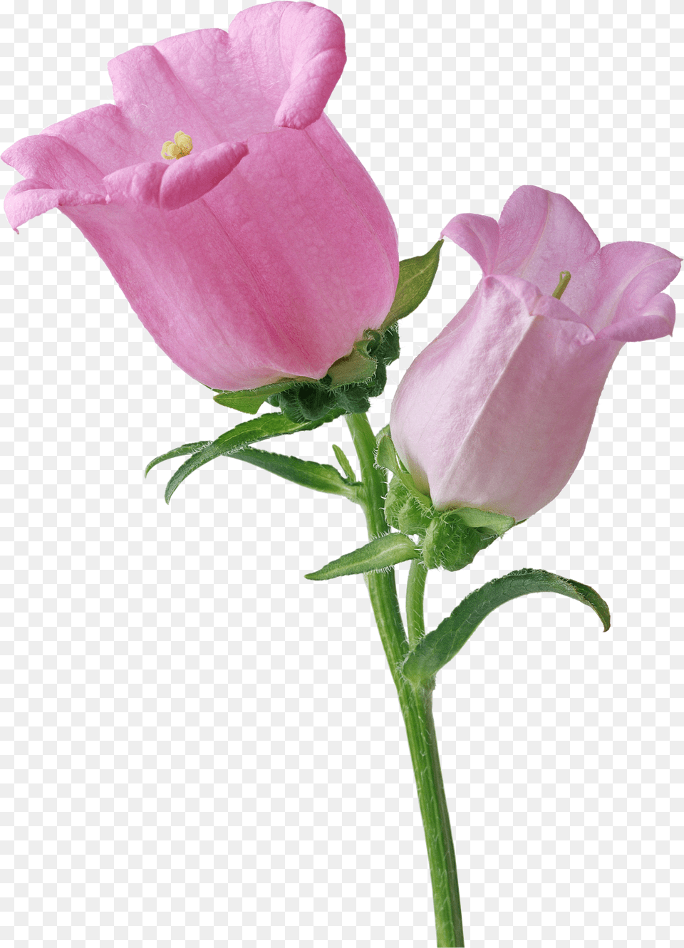 Pink Single Bellflower Transparent Flowers, Flower, Plant, Rose, Petal Png Image
