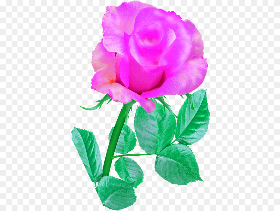 Pink Single Rose On Pixabay Rose Pink Single, Flower, Plant Png Image