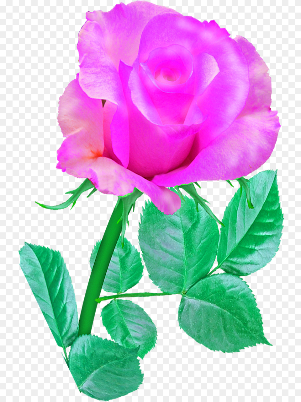 Pink Single Rose Rose Pink Flower Romance Blossom Rose Pink Single Flower, Plant Free Png Download