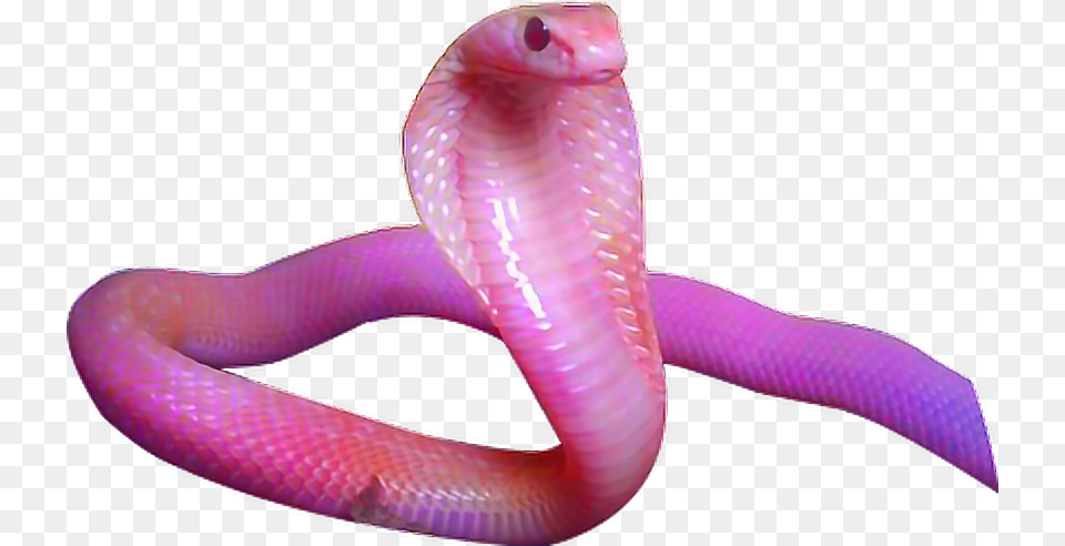 Pink Snake Aesthetic Snake, Animal, Cobra, Reptile Png Image