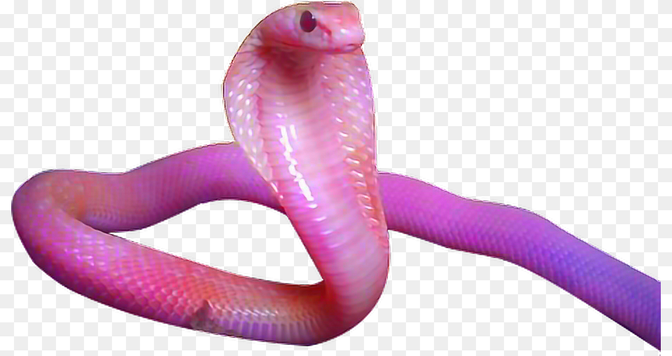 Pink Snake Tumblr Cobra Aesthetic Pink Snake, Animal, Reptile Free Png Download