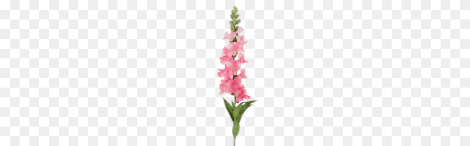 Pink Snapdragon, Flower, Plant, Gladiolus, Grass Free Transparent Png