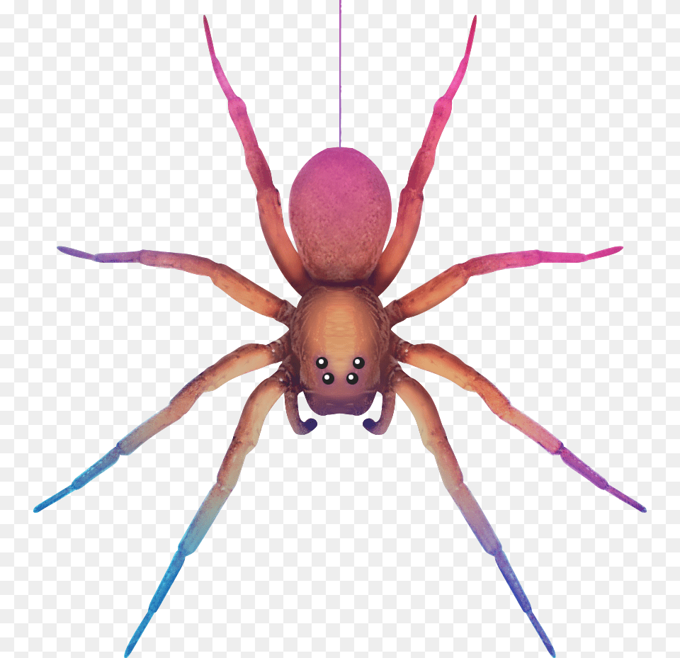 Pink Spider Transparent Clipart, Animal, Invertebrate Free Png Download