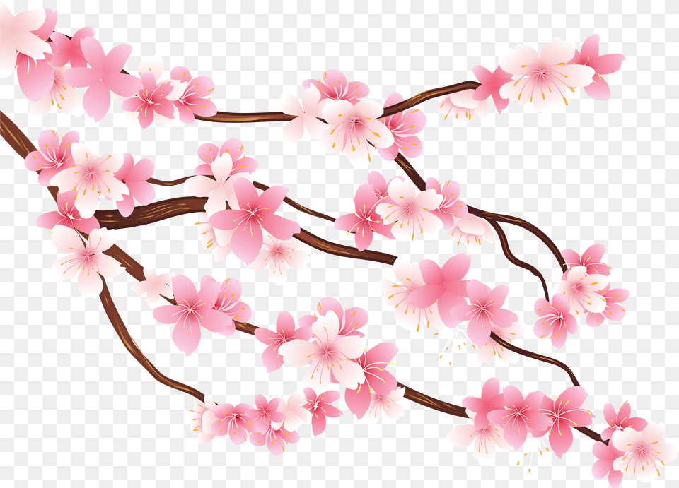 Pink Spring Branch Images Transparent Cherry Blossom Art, Flower, Plant, Cherry Blossom, Accessories Png Image