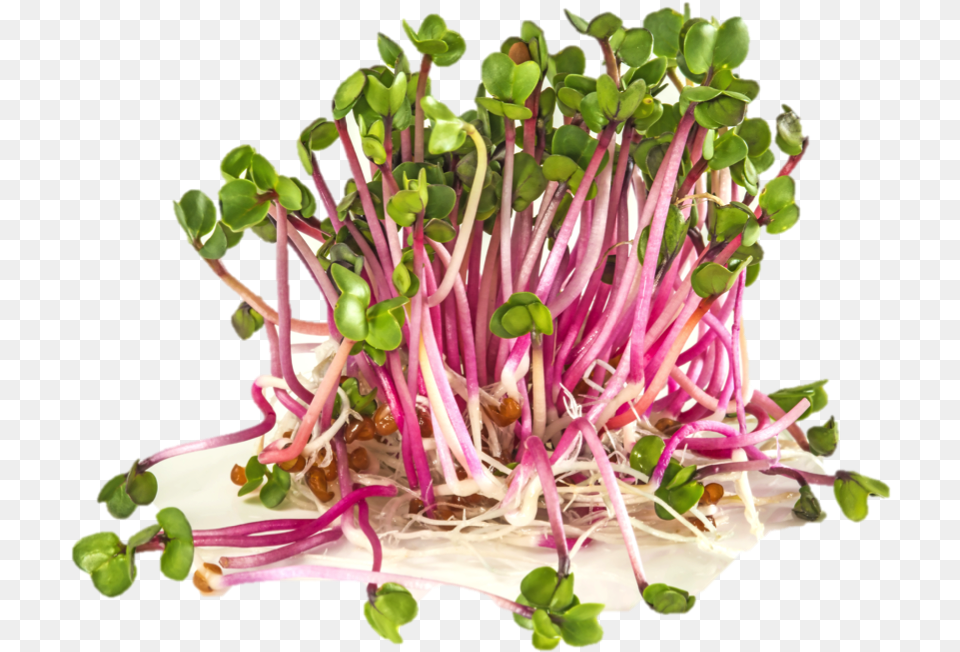 Pink Sprouts, Plant, Sprout, Bean Sprout, Food Free Png Download