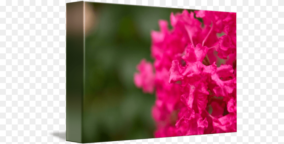 Pink Star By Cindal Jackson Bougainvillea, Flower, Geranium, Petal, Plant Free Png