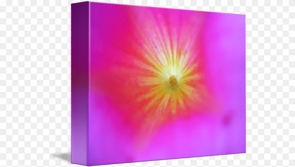 Pink Star By Tatirusso Horizontal, Purple, Flower, Plant, Petal Png