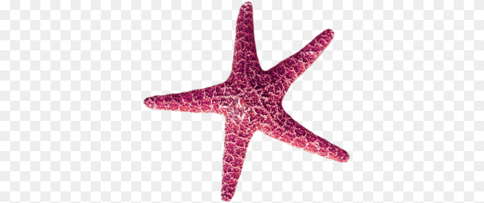 Pink Starfish Transparent Animal Request Pink Starfish Transparent, Sea Life, Invertebrate, Fish, Shark Free Png