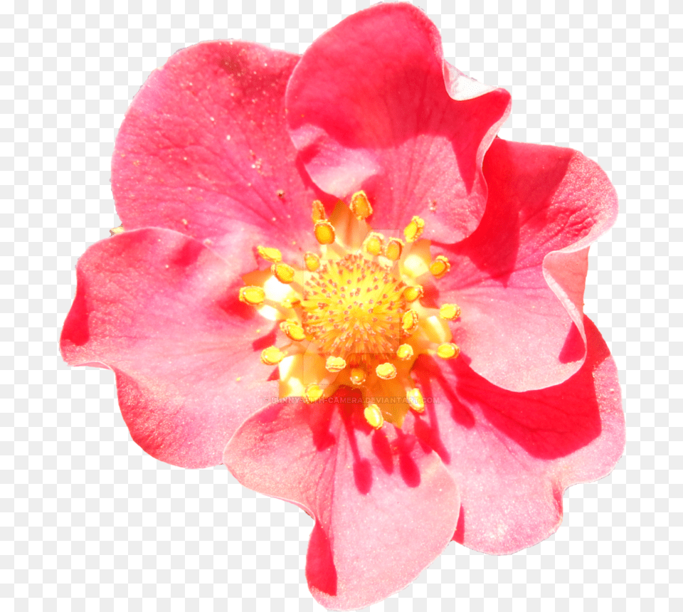 Pink Strawberry Strawberry Flower, Anther, Petal, Plant, Pollen Png