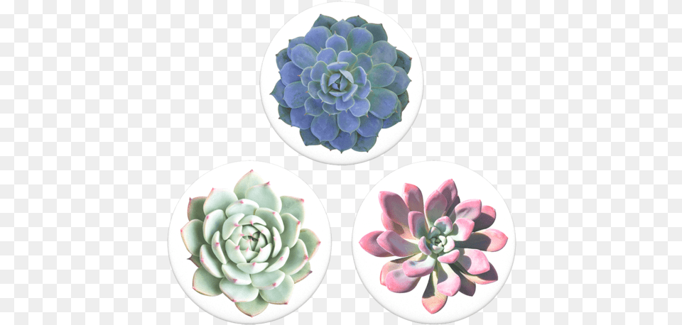 Pink Succulent With White Background, Dahlia, Flower, Plant, Pottery Png