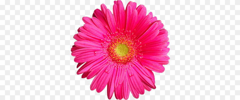Pink Sunflower 1 Pembe, Daisy, Flower, Petal, Plant Png Image