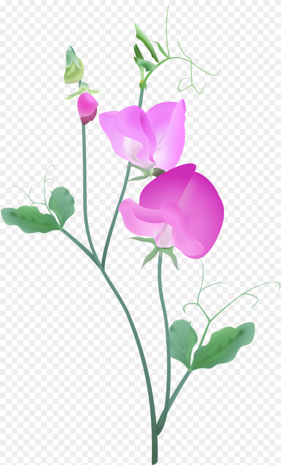 Pink Sweetpea Plant2 Sweet Pea Flower Vector, Petal, Plant, Orchid Free Png Download
