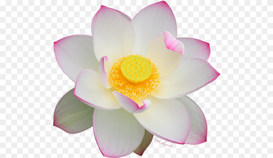 Pink Tipped White Lotus 2 Transparent Background Shower Curtain White Lotus White Background, Flower, Plant, Petal, Anemone Png Image