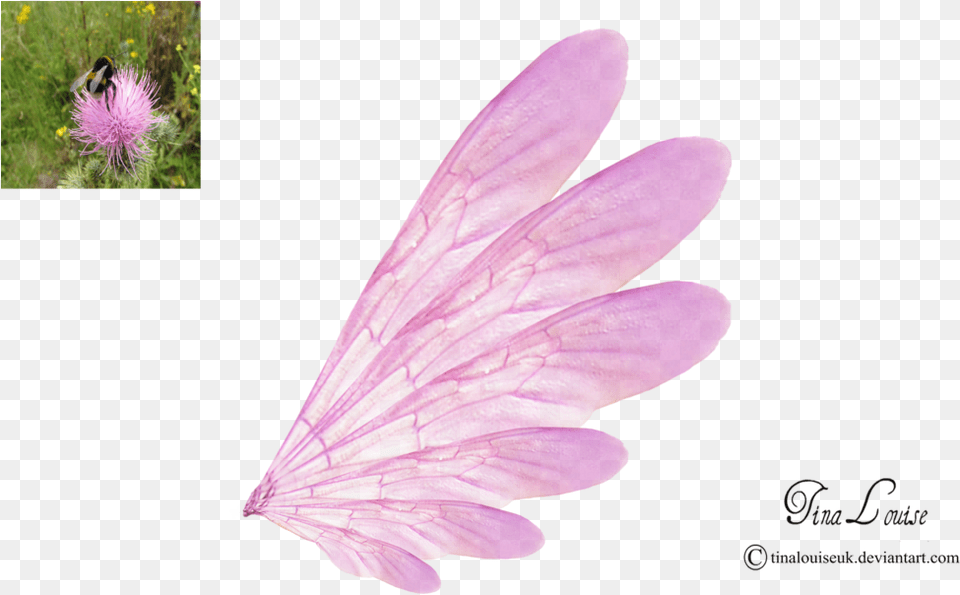 Pink Transparent By Tinalouiseuk Fairy Wings With Transparent Background, Flower, Petal, Plant, Daisy Free Png