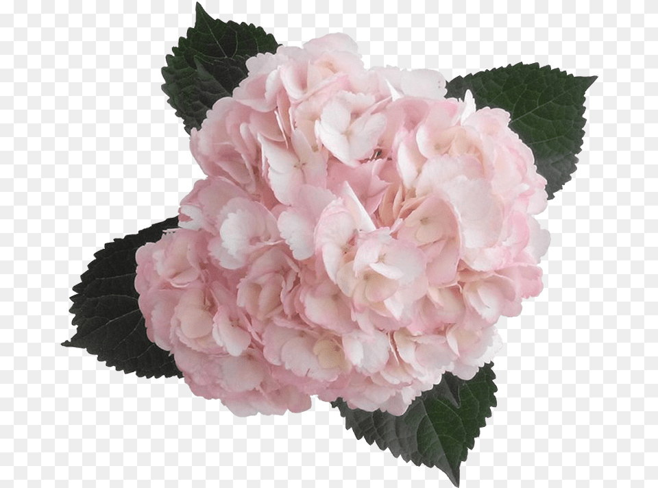 Pink Transparent Clipart Free Light Pink Hydrangea, Carnation, Flower, Geranium, Petal Png