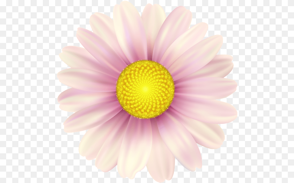 Pink Daisy, Anemone, Flower, Petal, Plant Free Transparent Png