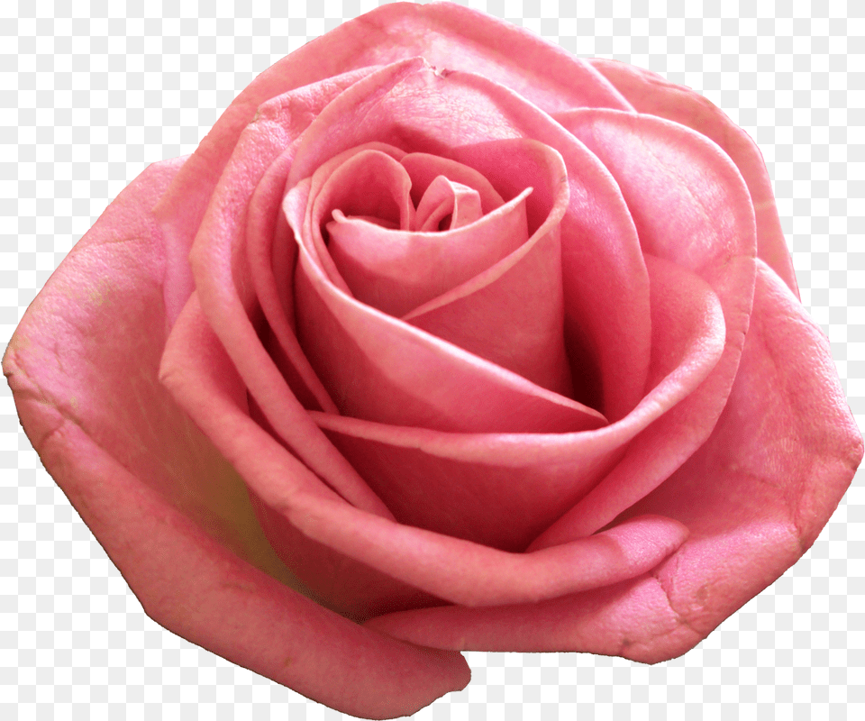 Pink Image Rose, Flower, Plant, Petal Free Transparent Png