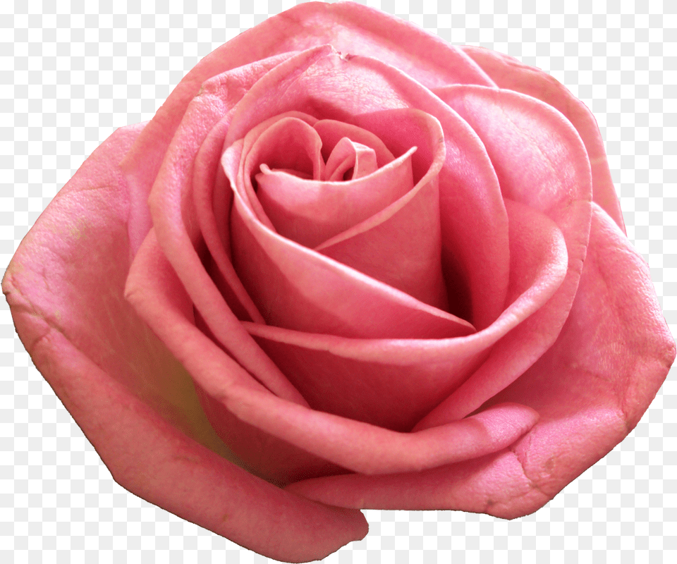 Pink Transparent Image Rosegold Roses Transparent, Flower, Plant, Rose, Petal Free Png Download