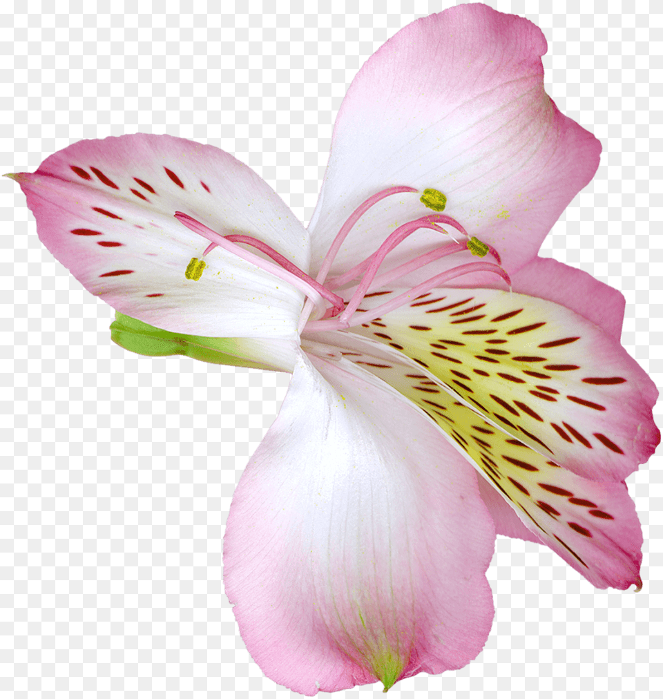 Pink Transparent Lily Flower Clipart Transparent Pink Lily, Petal, Plant, Pollen, Anther Png Image