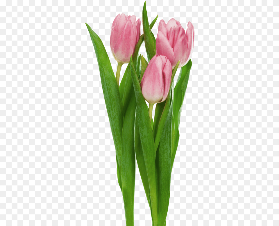 Pink Transparent Tulips Flowers Clipart Transparent Tulips, Flower, Plant, Tulip, Flower Arrangement Png