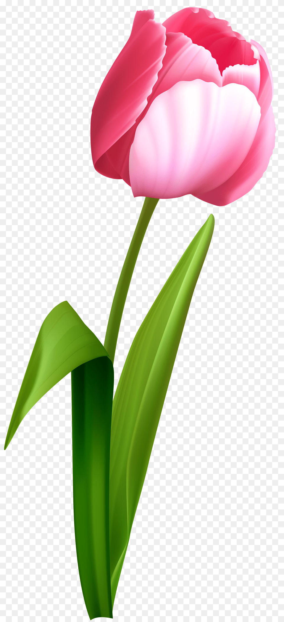 Pink Tulip Clip Art, Flower, Plant, Carnation, Rose Free Png Download